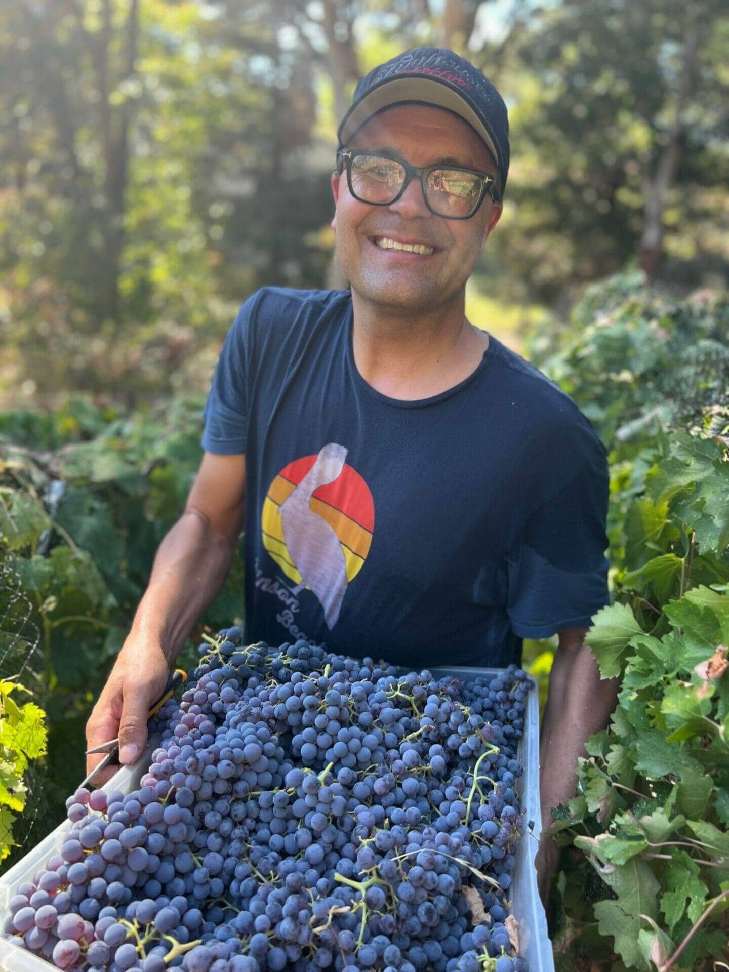 Man in a vineyard holding a crate of freshly picked grapes