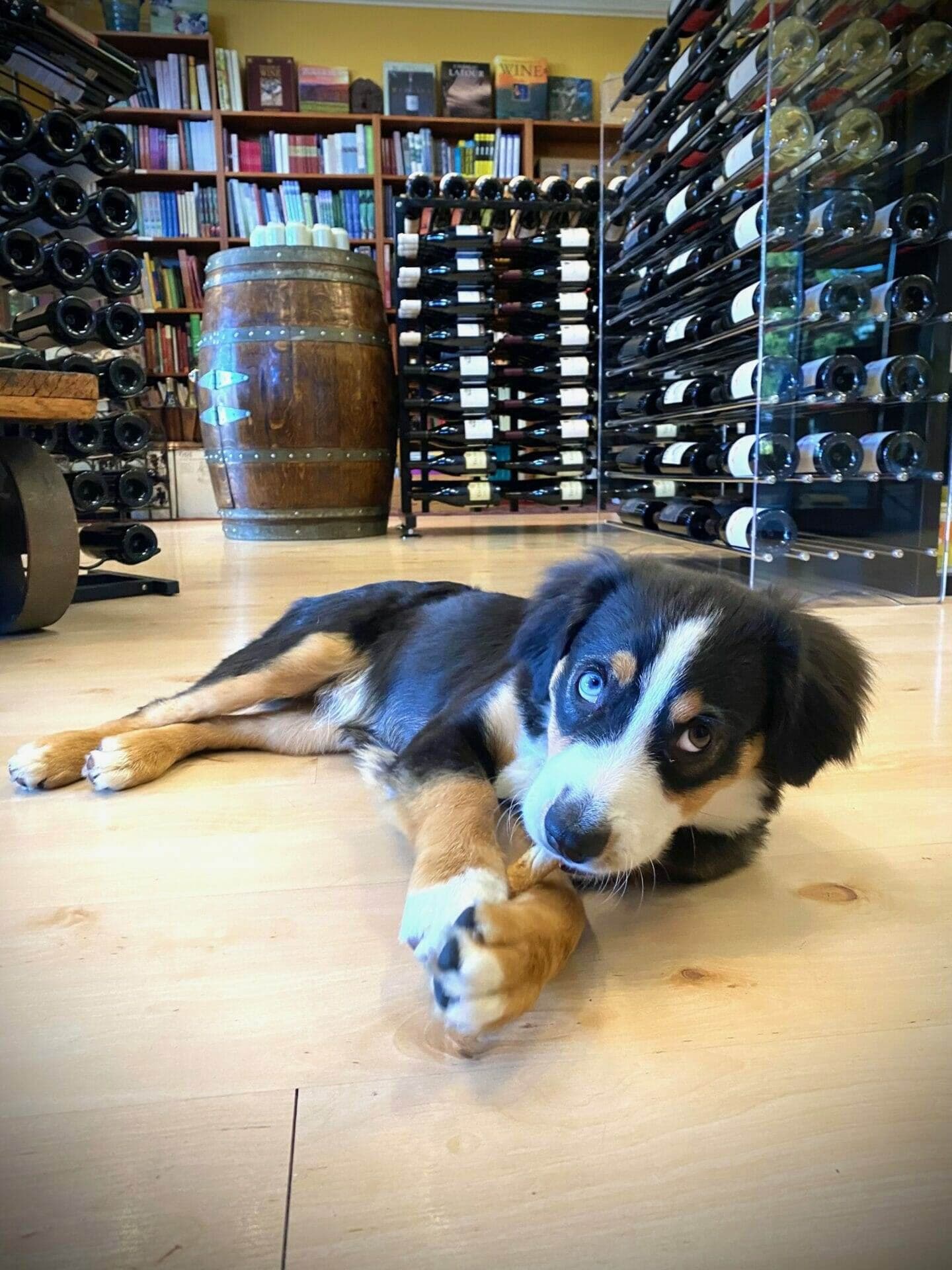 A tricolor dog rests on the showroom floor beside wine books and a barrel.