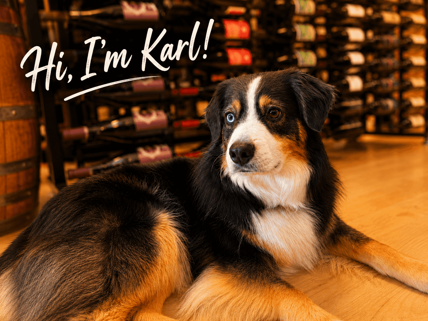 Karl, the Wine Hardware wine club mascot, lying on the showroom floor in front of a filled wine rack and an oak barrel