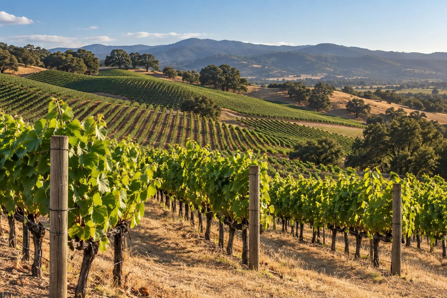 Sunlit rows of grapevines across rolling Napa Valley hills at golden hour