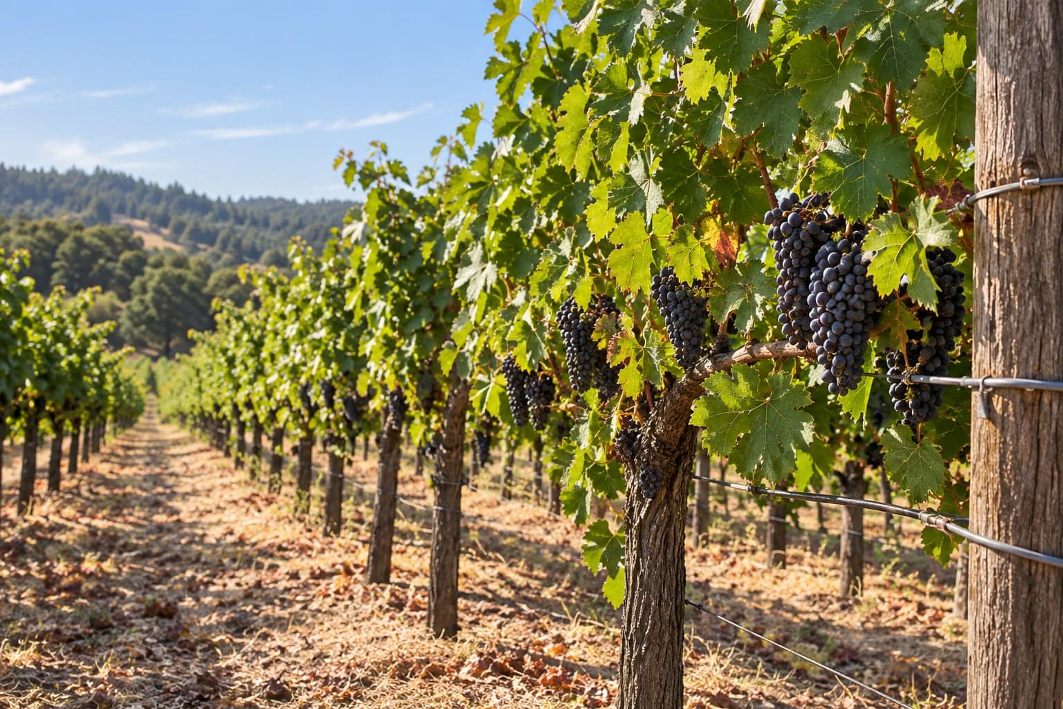 Ripe grape clusters on the vine along a sunlit hillside vineyard row