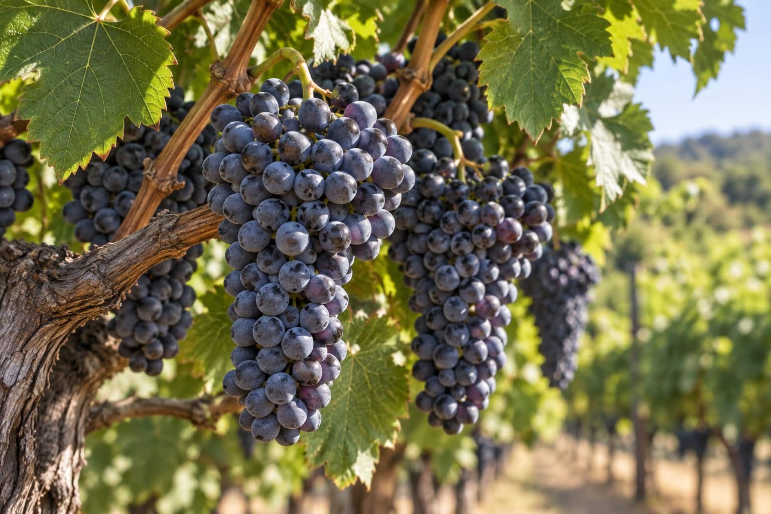 Close-up of ripe dark grape clusters hanging on a vine in a sunlit vineyard row