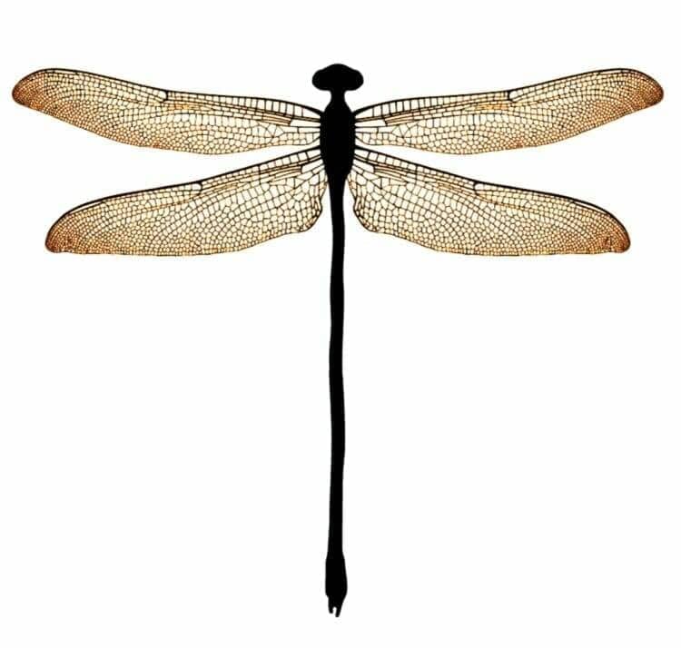 Libelle Wines dragonfly artwork.
