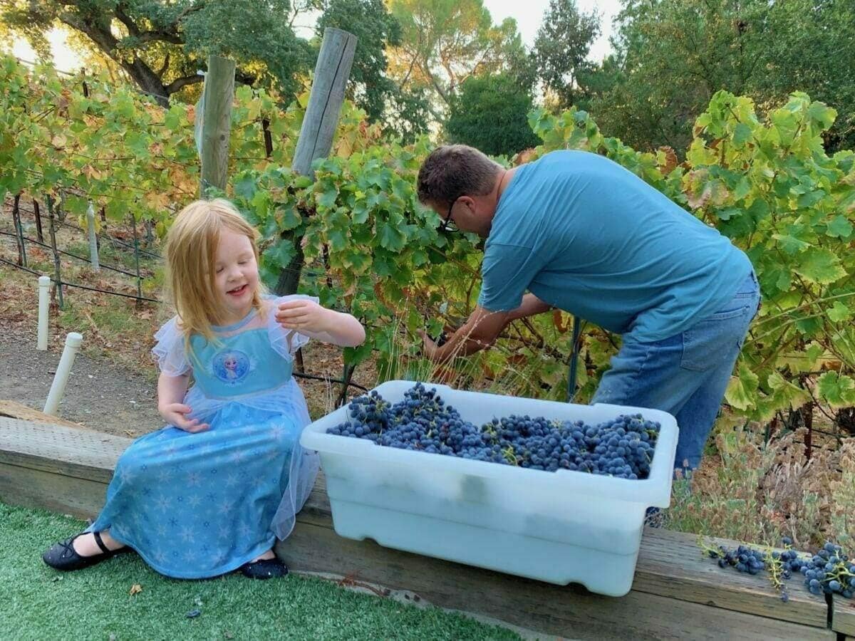 Child in a costume dress helping harvest grapes with an adult in a vineyard.