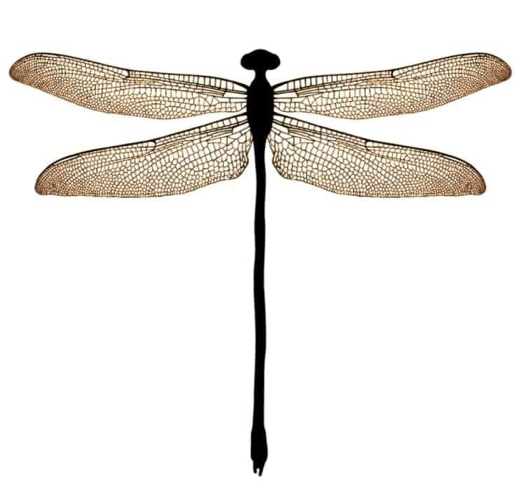 Libelle wine dragonfly emblem, black silhouette with lace-patterned wings