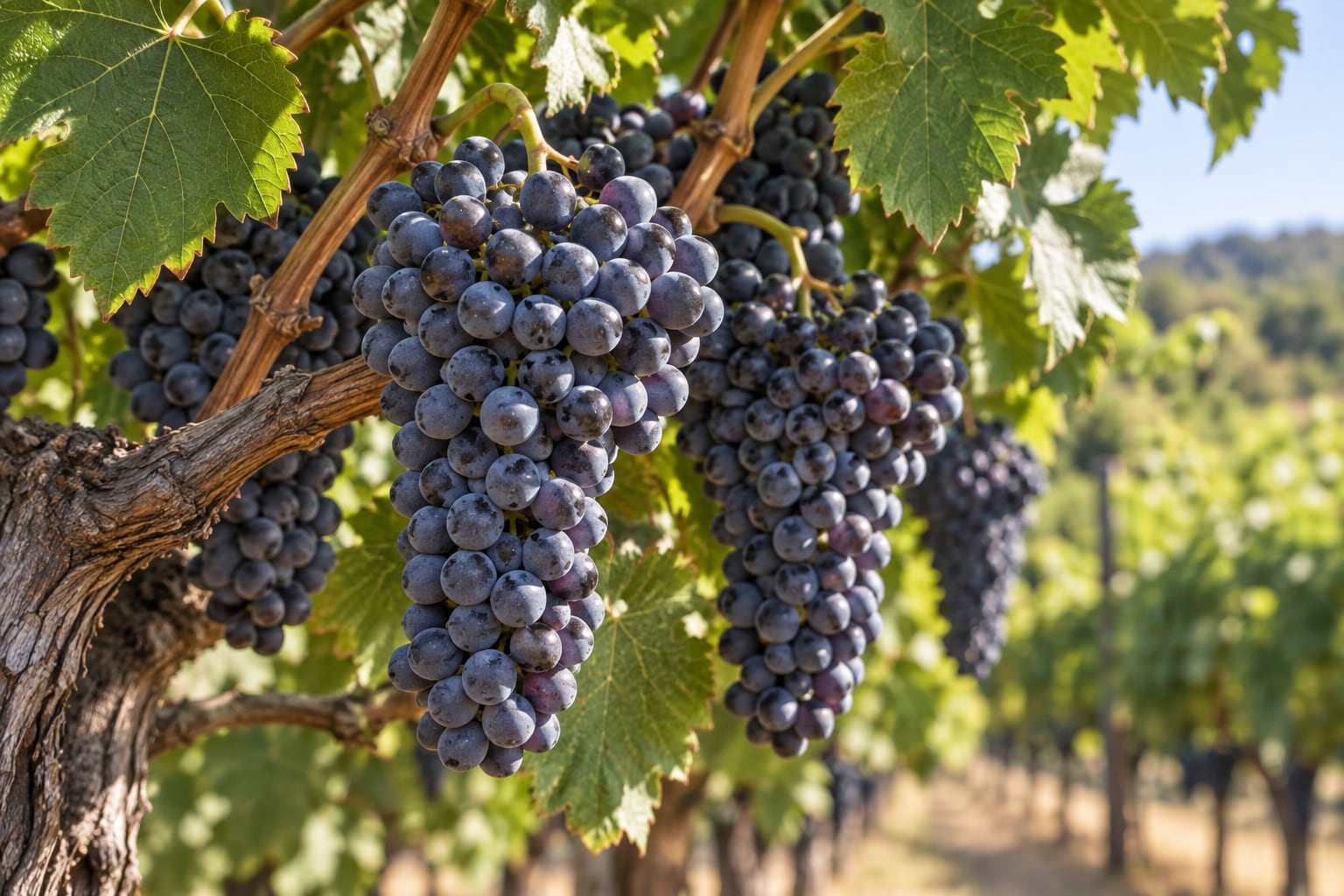 Close-up of ripe dark grape clusters hanging on a vine in a sunlit vineyard row